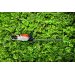 Stihl HSA 60 hkkeklipper batteri