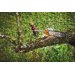 Stihl HTA 110 teleskopsav batteri - AP-System