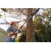 Stihl HTA 50 Teleskopsav inkl. batteri og lader