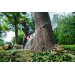 Stihl MSA 600 C-O W motorsav - AP-System